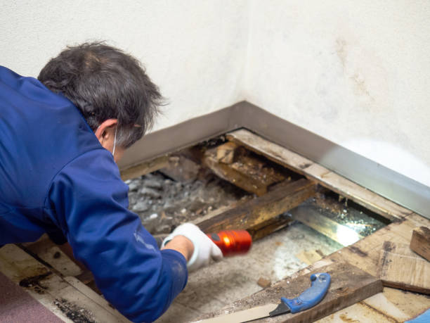 Best Industrial Mold Remediation in New Berlin, IL