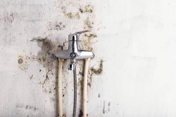 Best Localized Mold Remediation (e.g., coastal areas, humid climates) in New Berlin, IL