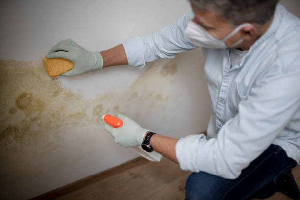 Best Post-Flood Mold Remediation in New Berlin, IL