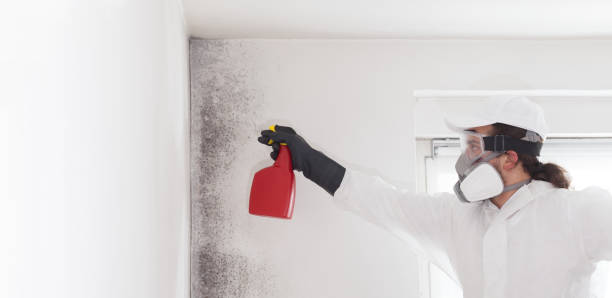 Best Residential Mold Remediation in New Berlin, IL