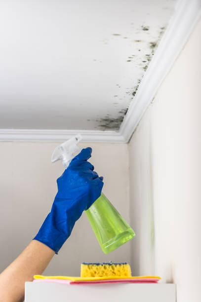 Best Kitchen Mold Remediation in New Berlin, IL